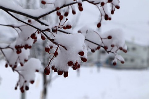 降雪7センチの風景