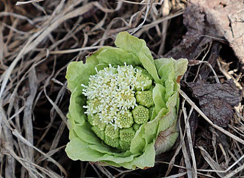 シーズン初山菜フキノトウ