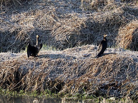 初めて見た野鳥は鵜