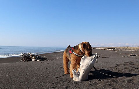 湧洞の海で遊ぶエル