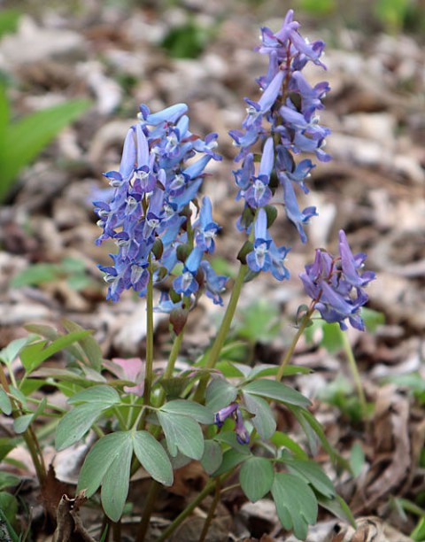 北海道の花エゾエンゴサク