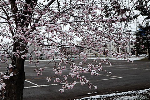 桜が咲いても雪が降る