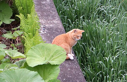 犬派だけど猫もかわいいね!