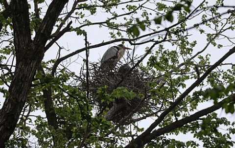 水公園はアオサギのコロニー