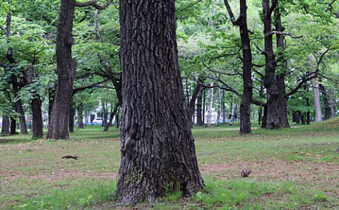 すずらん公園のエゾリス