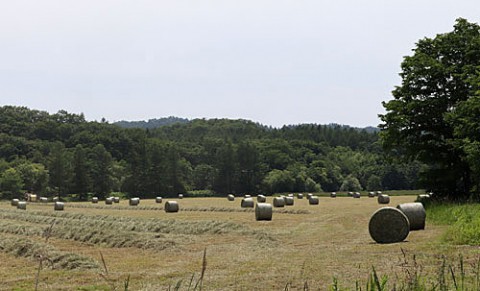 夏の風物詩、牧草ロール