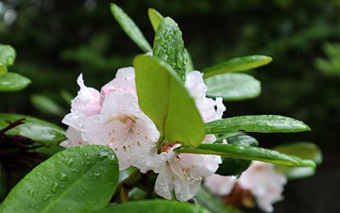 シャクナゲの花