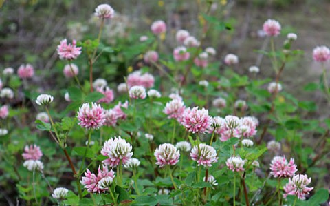 河川敷で咲く花4種