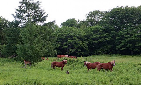 草原の馬牧場