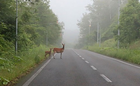 道路で出てきた鹿の親子