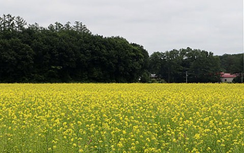 夏の黄色はキガラシ畑