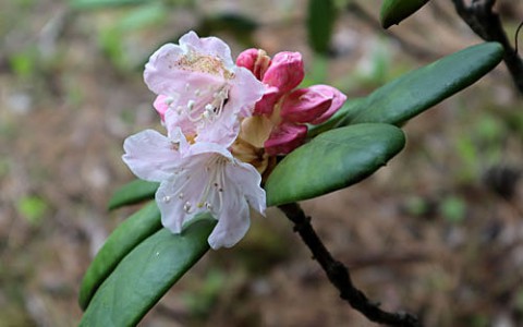 樹木の花3種