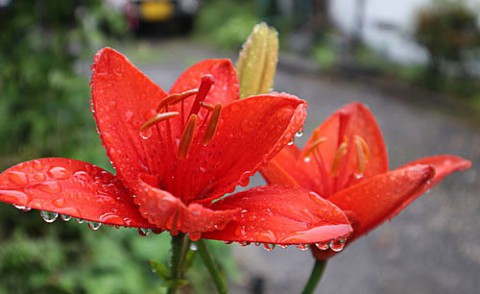 庭に咲いた花