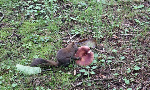 キノコを食べるエゾリス