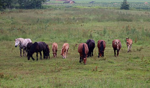 馬牧場と小麦ロール