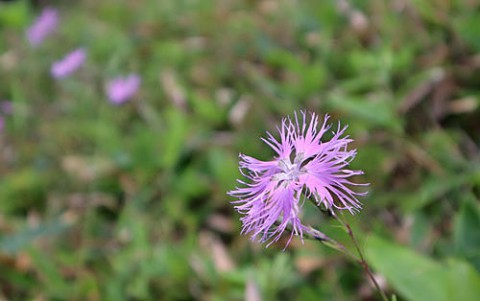 然別 白樺峠・千畳くずれの山野草