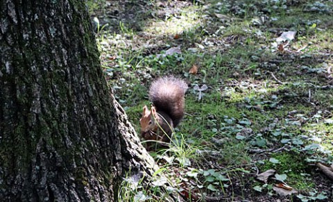 すずらん公園のエゾリス