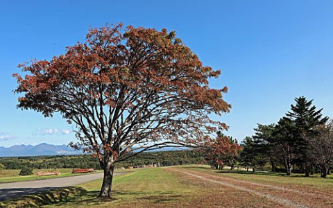 十勝牧場展望台で見られた光景