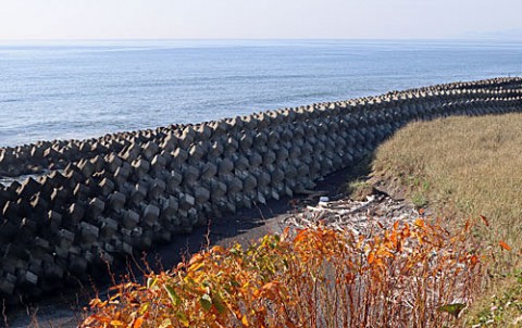 浜大樹の海の光景