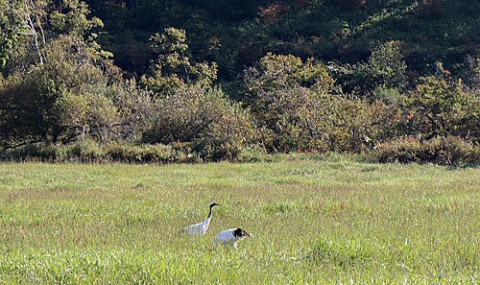 豊頃町の丹頂鶴