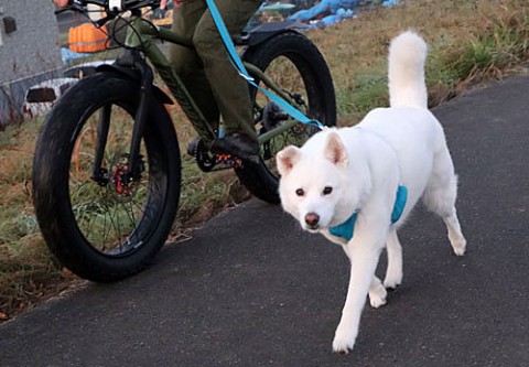 ファットバイクとお散歩ワンちゃん