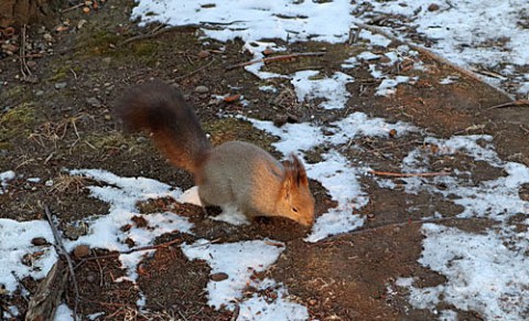 すずらん公園のエゾリス