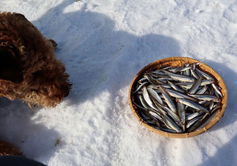 湧洞でワカサギ釣り5回目