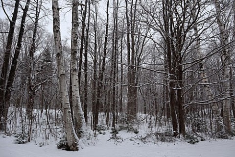 雪はどれだけ積もるのか?