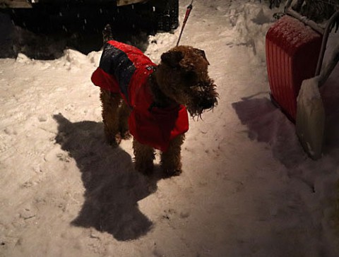 シーズン初のまとまった雪