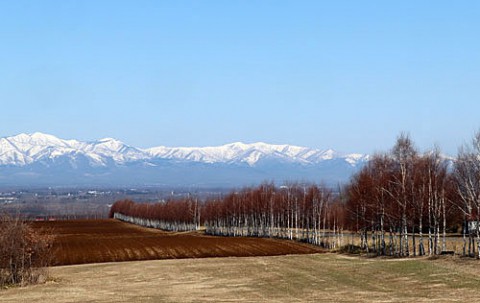 白樺が見える風景