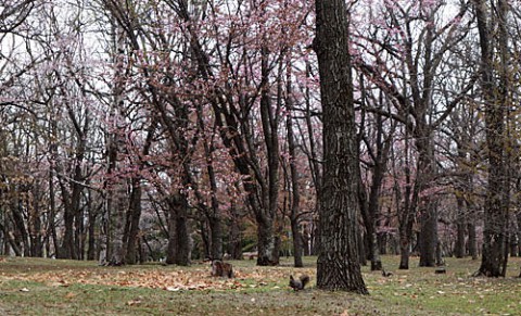 すずらん公園の桜とエゾリス