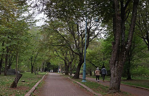 緑ヶ丘公園の新緑と八重桜