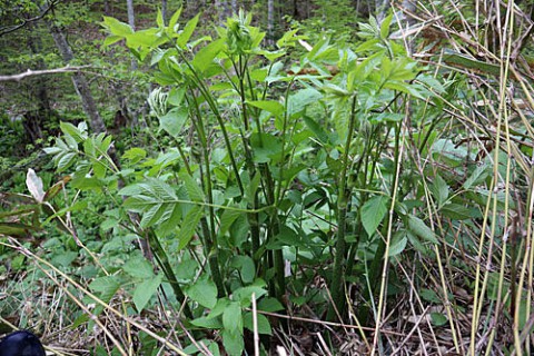 二度目のウド採取で新緑の山へ