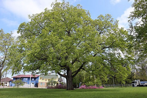 帯広の「はるにれ公園」