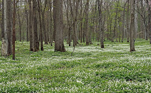 嵐山と六花の森、過去の蔵出し