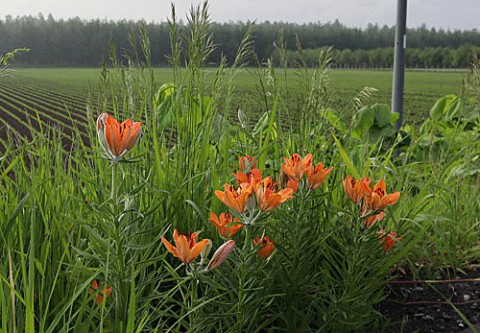 山野草4種と長芋畑