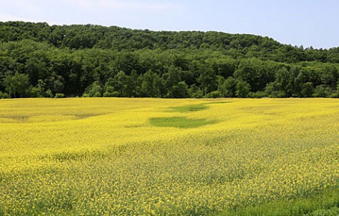 幕別町の菜の花畑