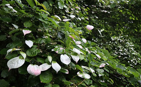 マタタビと樹木の花