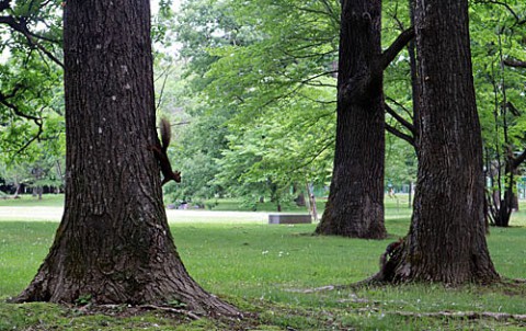 すずらん公園のエゾリス