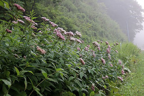 野に咲く花5種