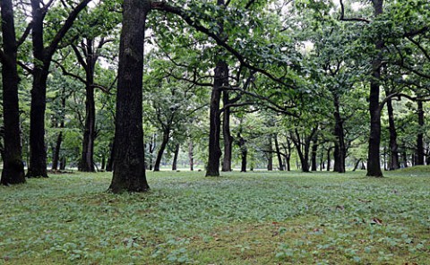 雨上がりのすずらん公園散歩