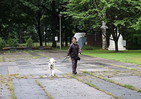 出会いは秋田犬