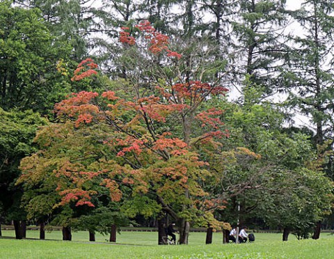 紅葉が始まった緑ヶ丘公園