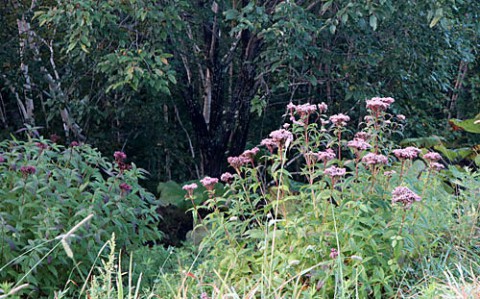 然別の山野草