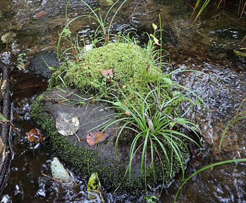 苔の種類は多いです