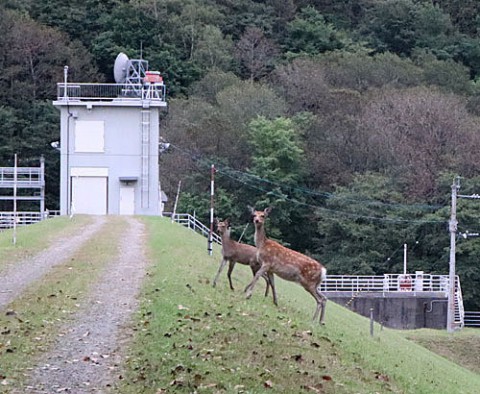 5か所で出会ったエゾシカ