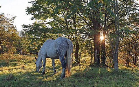 芽登の馬牧場や山の風景