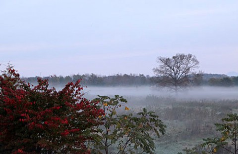 朝霧と青空とナナカマド