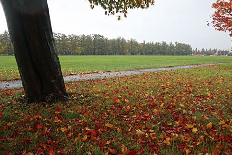 グリンパーク付近の紅葉