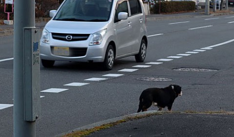 車道を歩き危険なワンちゃんを保護